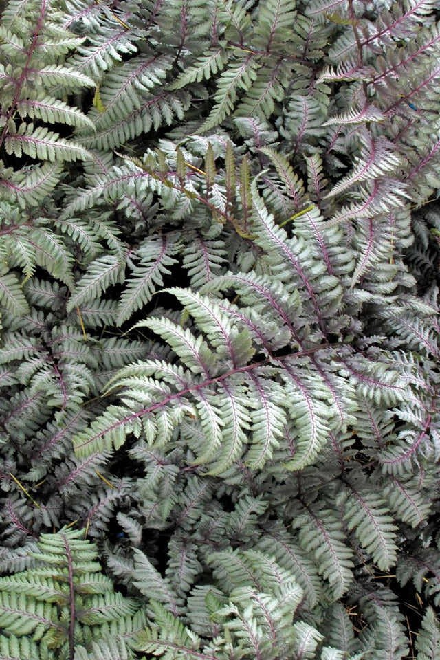Athyrium niponicum 'Silver Falls' Courtesy of Growing Colors