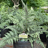 Athyrium niponicum 'Silver Falls' Courtesy of Growing Colors