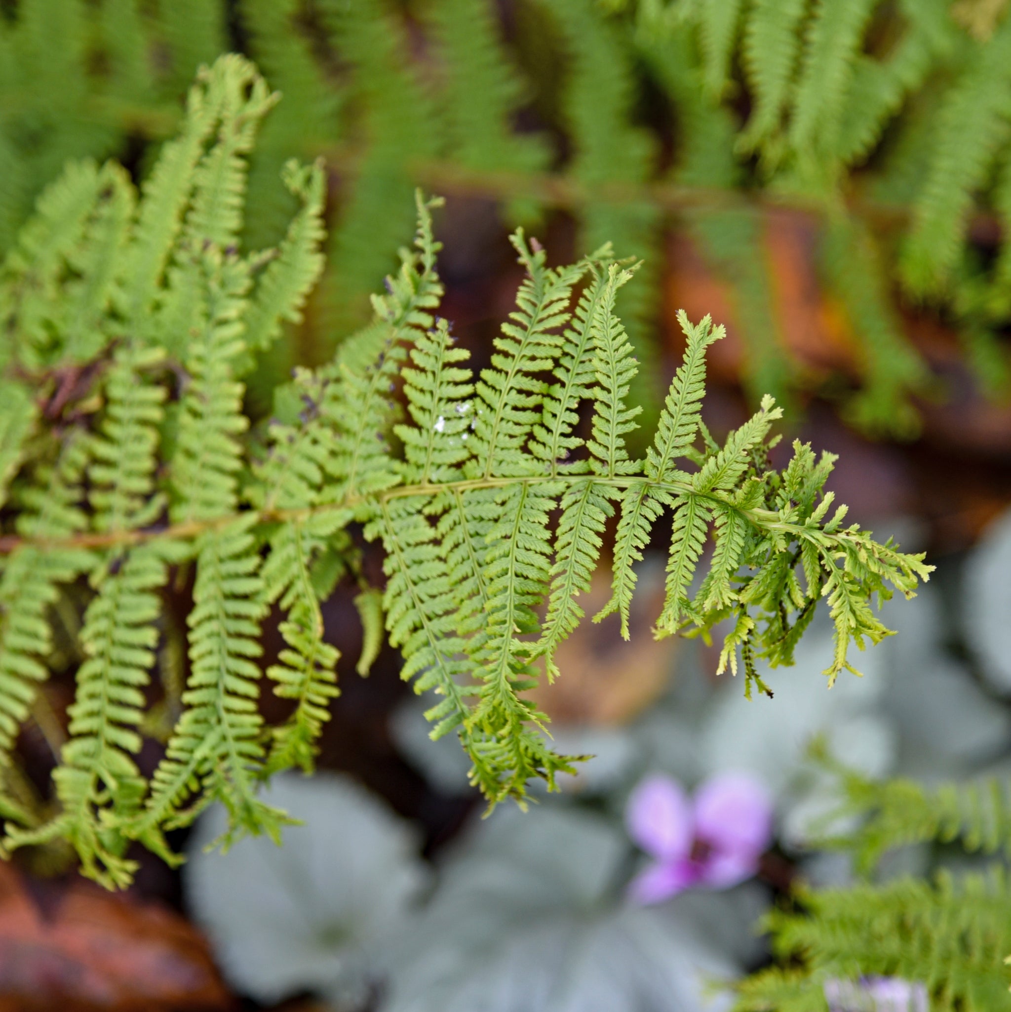 Fronds Forever Lady Fern – NH Hostas