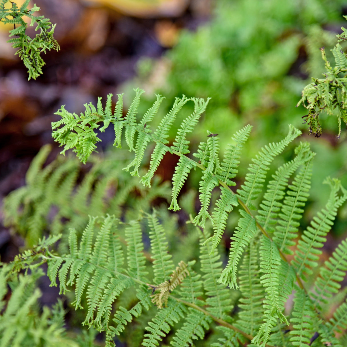 Fronds Forever Lady Fern