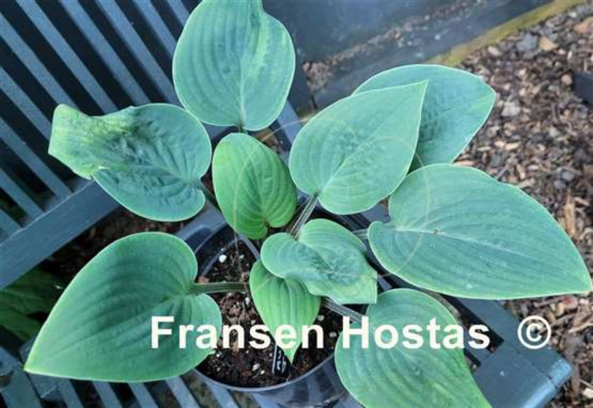 Aunt Jack Hosta