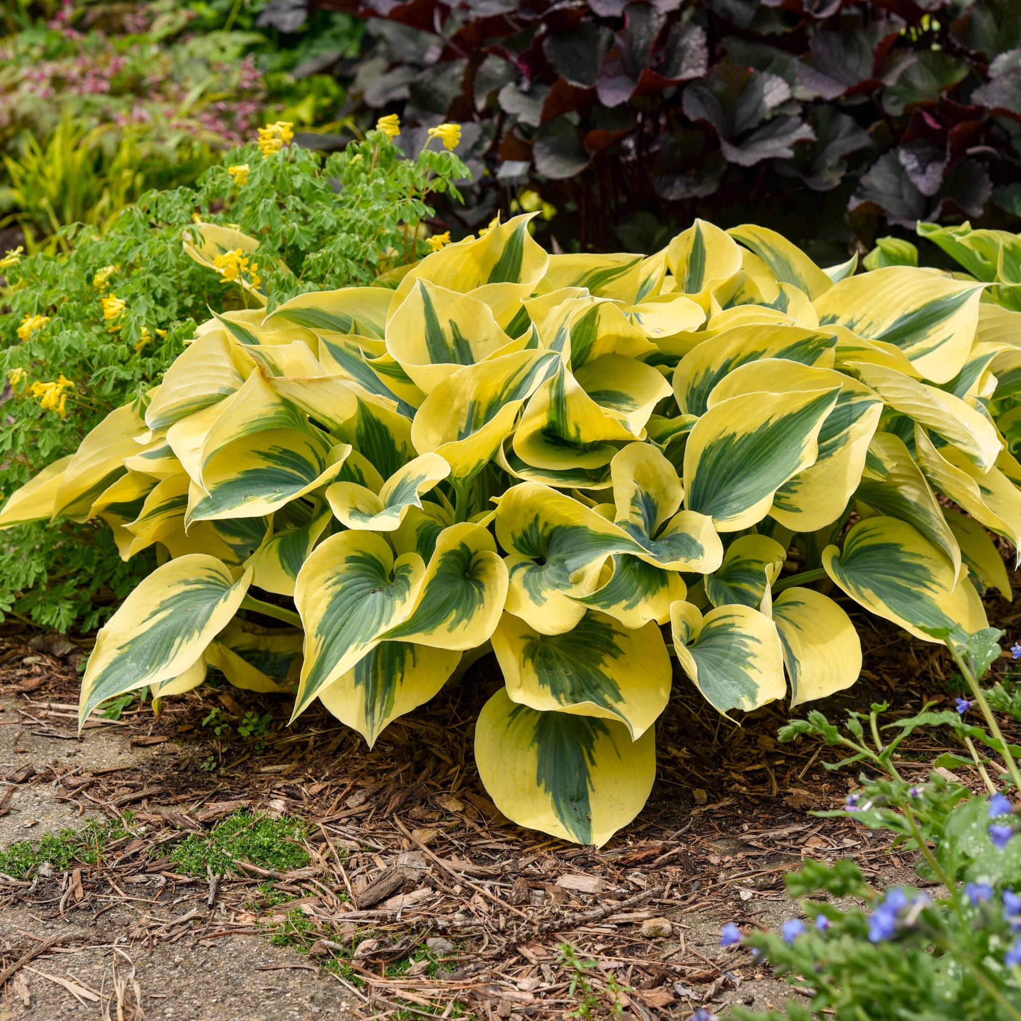 Autumn Frost Hosta - Shade Perennial Slug Resistant Hosta Plant