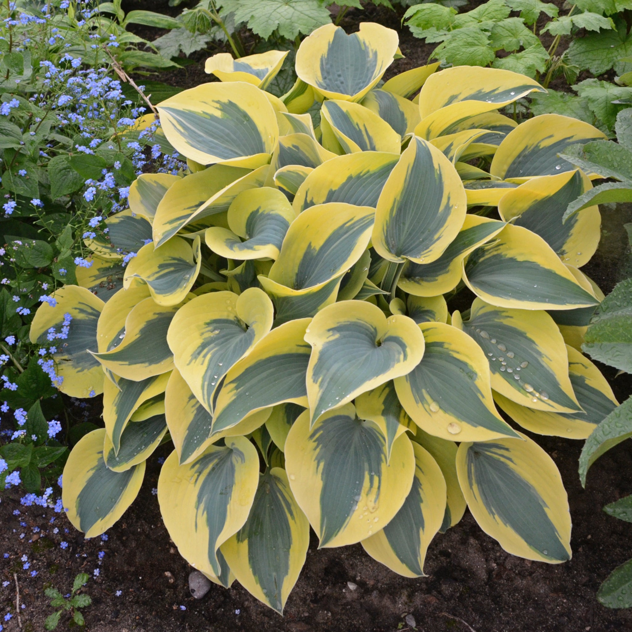 Autumn Frost Hosta - Shade Perennial Slug Resistant Hosta Plant