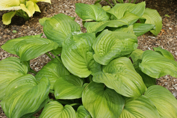 Avocado Hosta