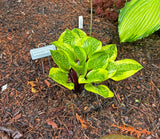 Avocado Toast Hosta