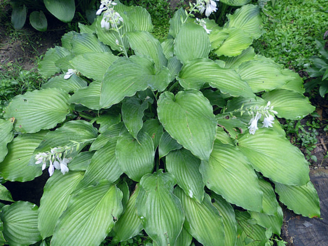 Azure Frills Hosta Courtesy of The Hosta Library