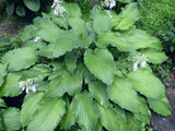 Azure Frills Hosta Courtesy of The Hosta Library