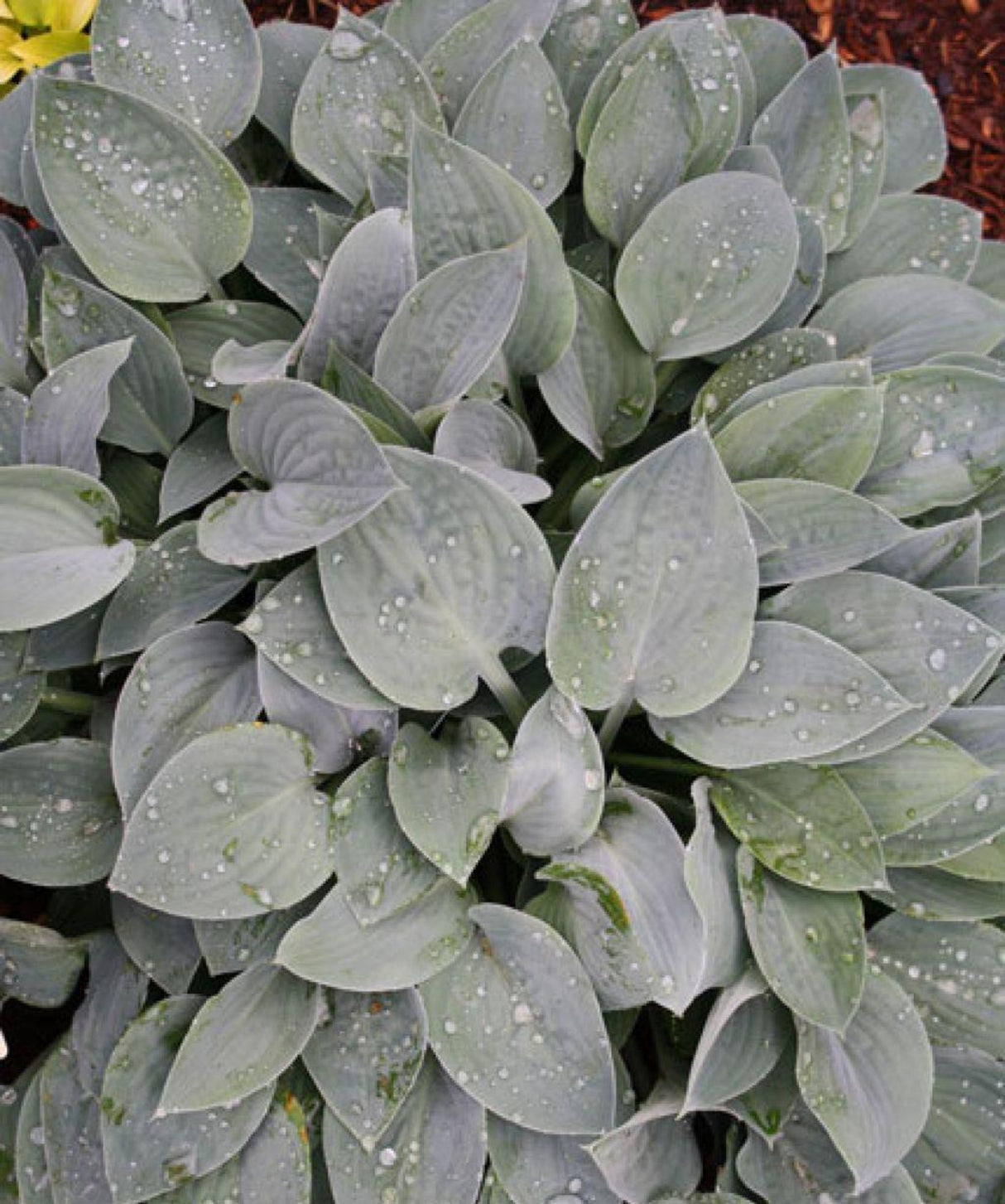 Azure Gem Hosta