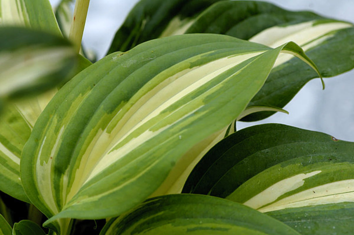 BEAuty from Poland Hosta