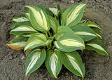 BEAuty from Poland Hosta