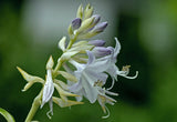 BEAuty from Poland Hosta