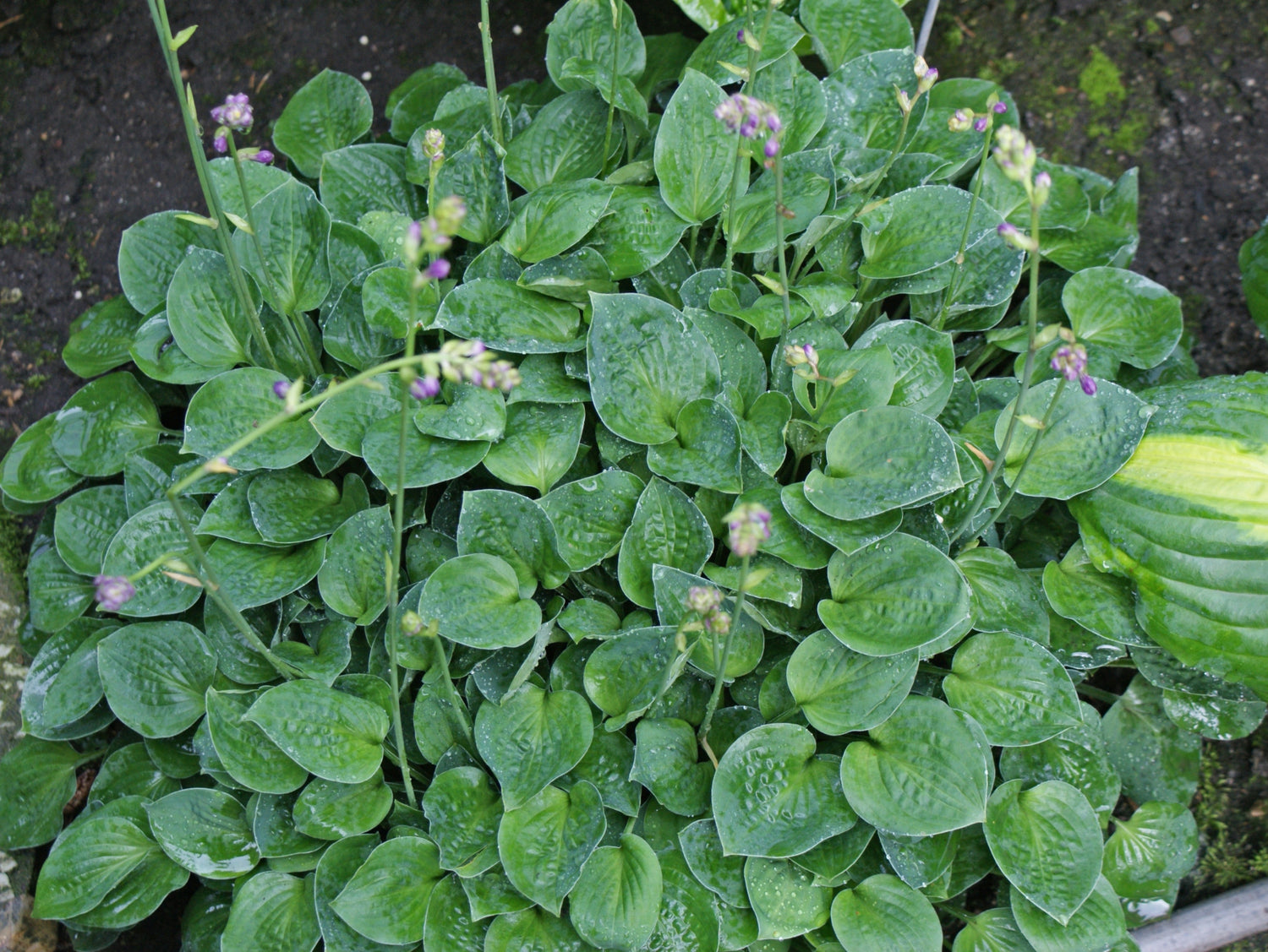 Baby Bunting Hosta-Shade Perennial Miniature Hosta Plant – NH Hostas