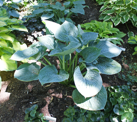 Bam Bam Blue Hosta