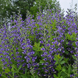 Baptisia 'Blueberry Sundae' Courtesy of Walters Gardens