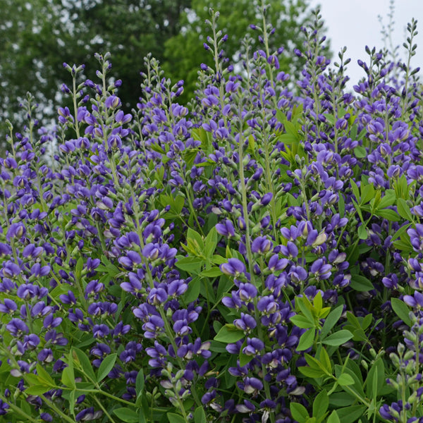 Baptisia 'Blueberry Sundae' Courtesy of Walters Gardens