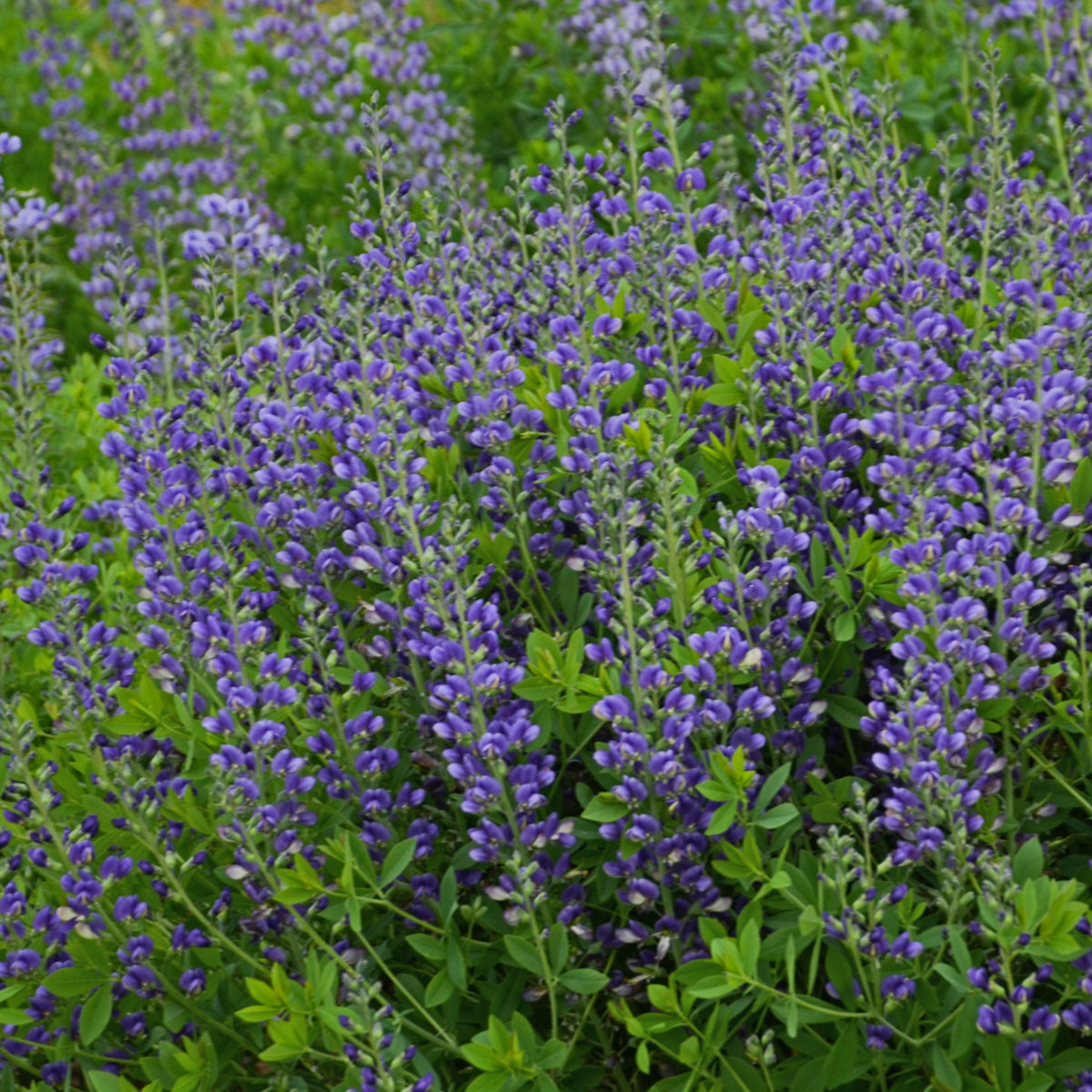 Baptisia 'Blueberry Sundae' Courtesy of Walters Gardens