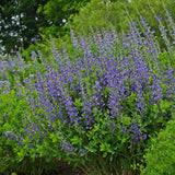 Baptisia 'Blueberry Sundae' Courtesy of Walters Gardens