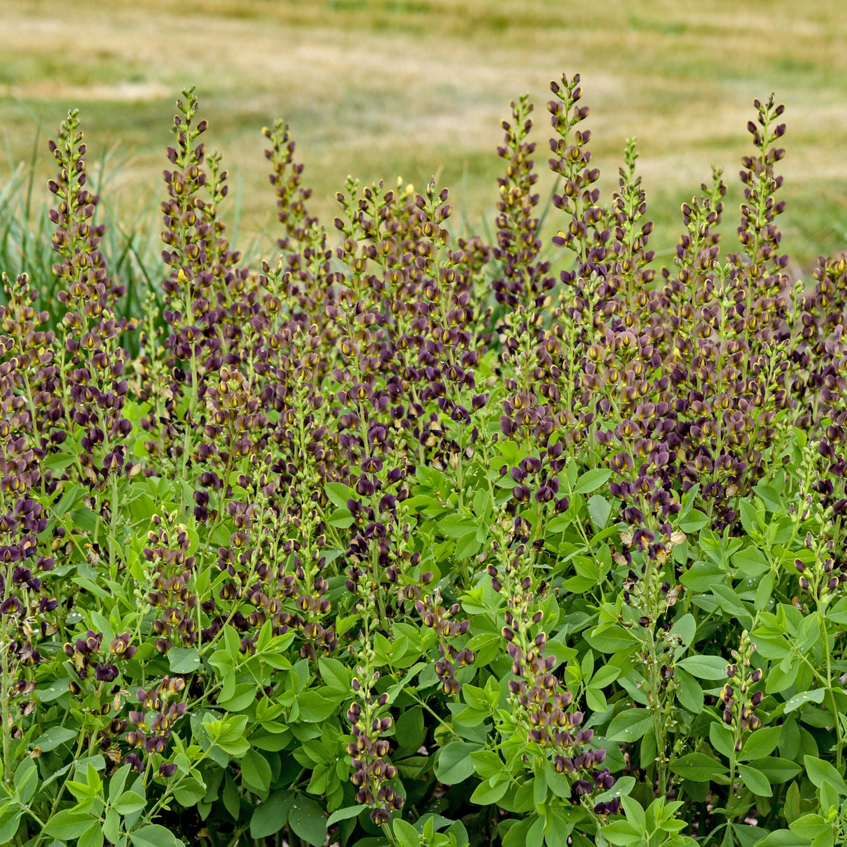Baptisia 'Dark Chocolate' PP30959