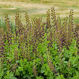Baptisia 'Dark Chocolate' PP30959