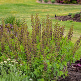 Baptisia 'Dark Chocolate' PP30959