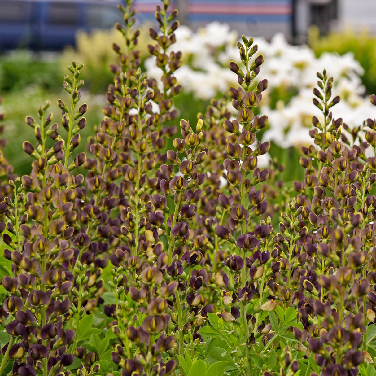 Baptisia 'Dark Chocolate' PP30959