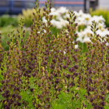 Baptisia 'Dark Chocolate' PP30959