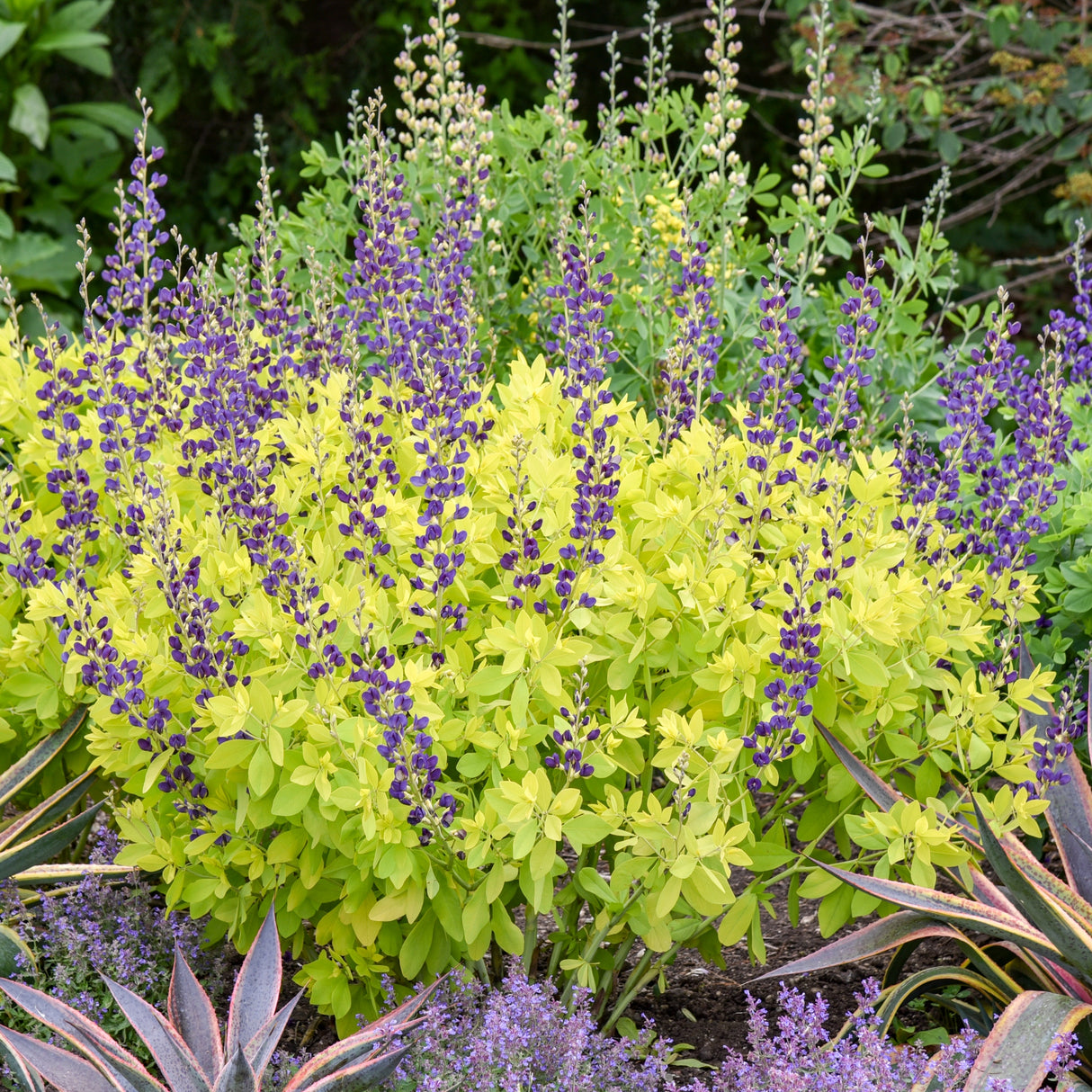 Baptisia 'Golden Anniversary' PPAF