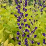 Baptisia 'Golden Anniversary' PPAF