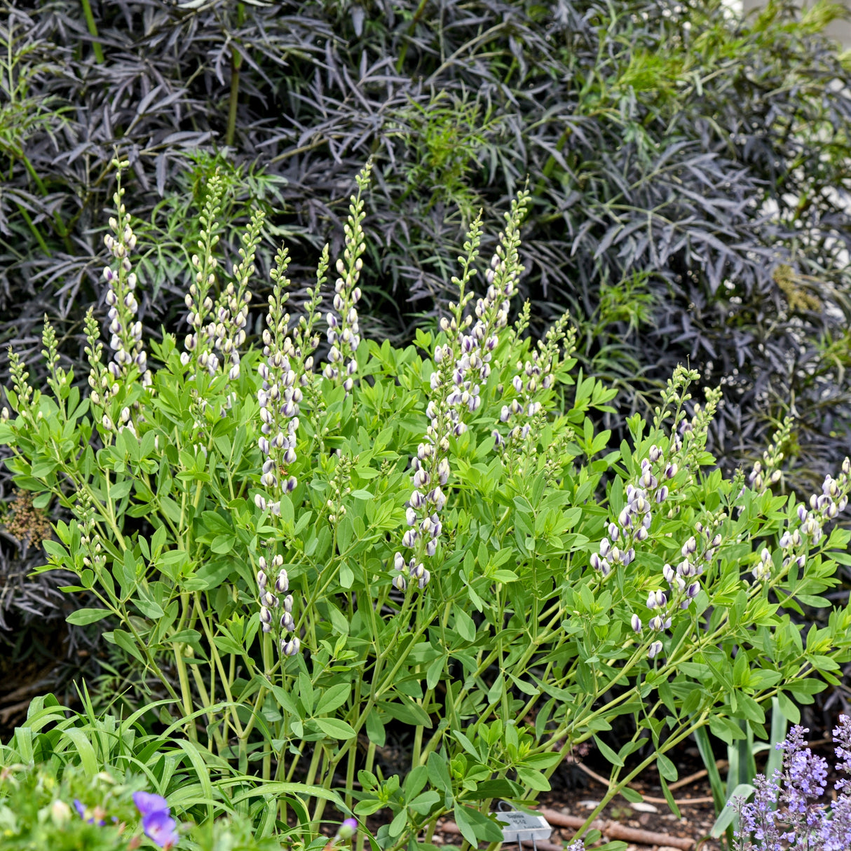 Baptisia 'Musical Duet'