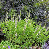 Baptisia 'Musical Duet'