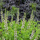 Baptisia 'Musical Duet'
