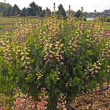 Baptisia 'Pink Lemonade' PP30669