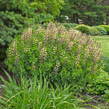 Baptisia 'Pink Lemonade' PP30669