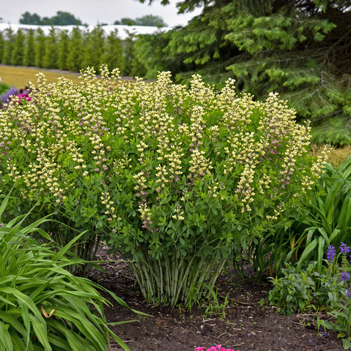 Baptisia 'Pink Lemonade' PP30669