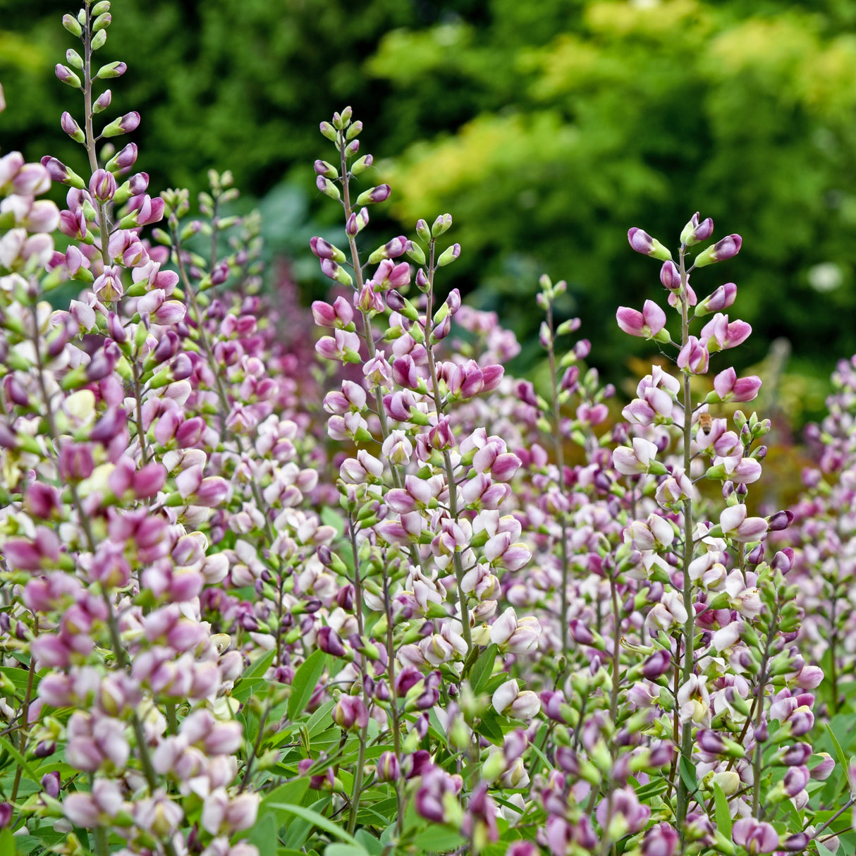 Baptisia 'Plum Rosy'