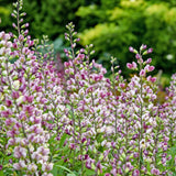Baptisia 'Plum Rosy'