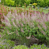 Baptisia 'Plum Rosy'