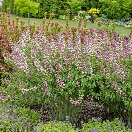 Baptisia 'Plum Rosy'