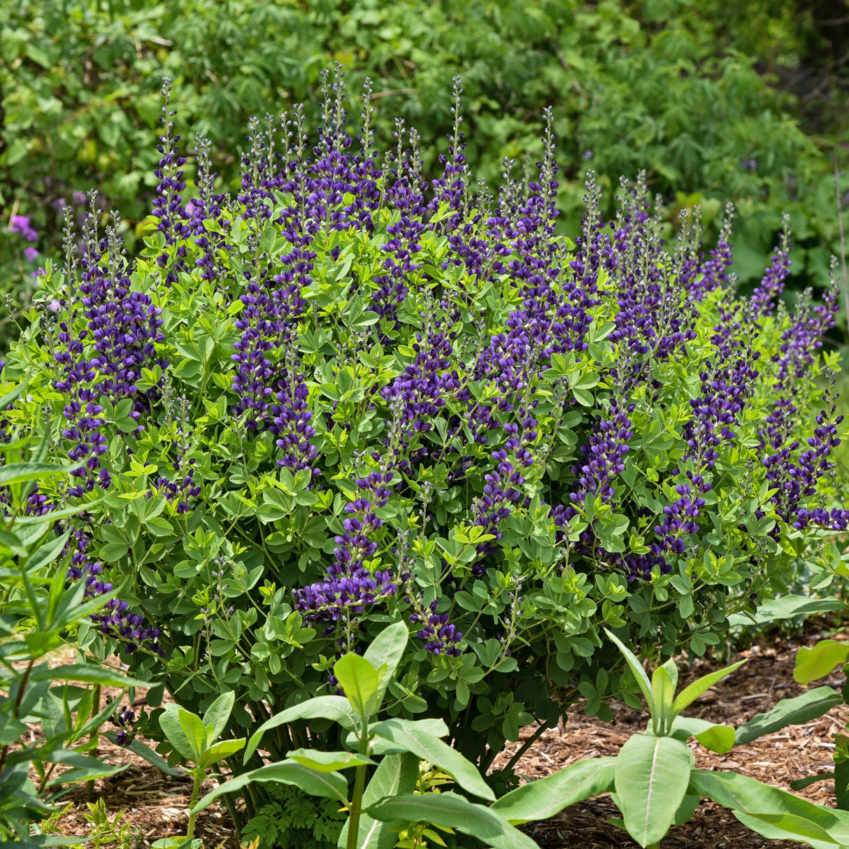 Baptisia 'Sparkling Sapphires' PP27904