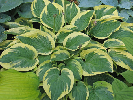 Hosta 'Bedazzled' Courtesy of Don Dean