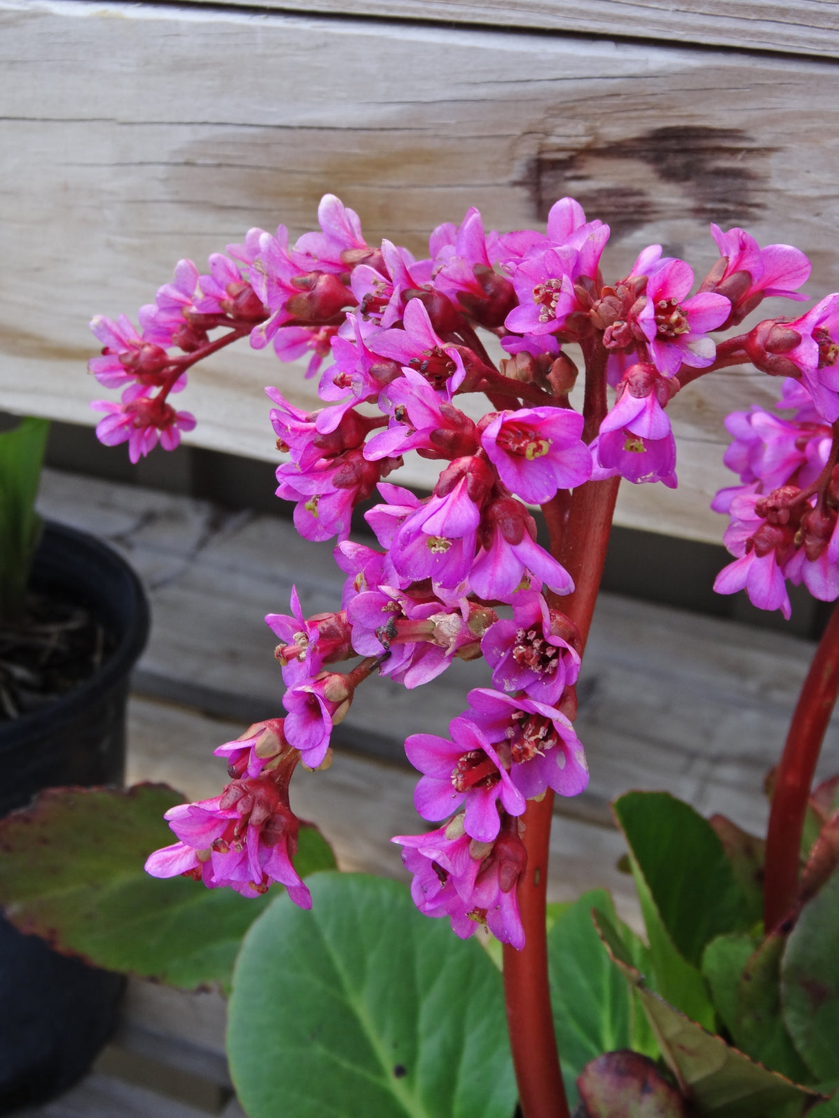 Bergenia 'Red Beauty'