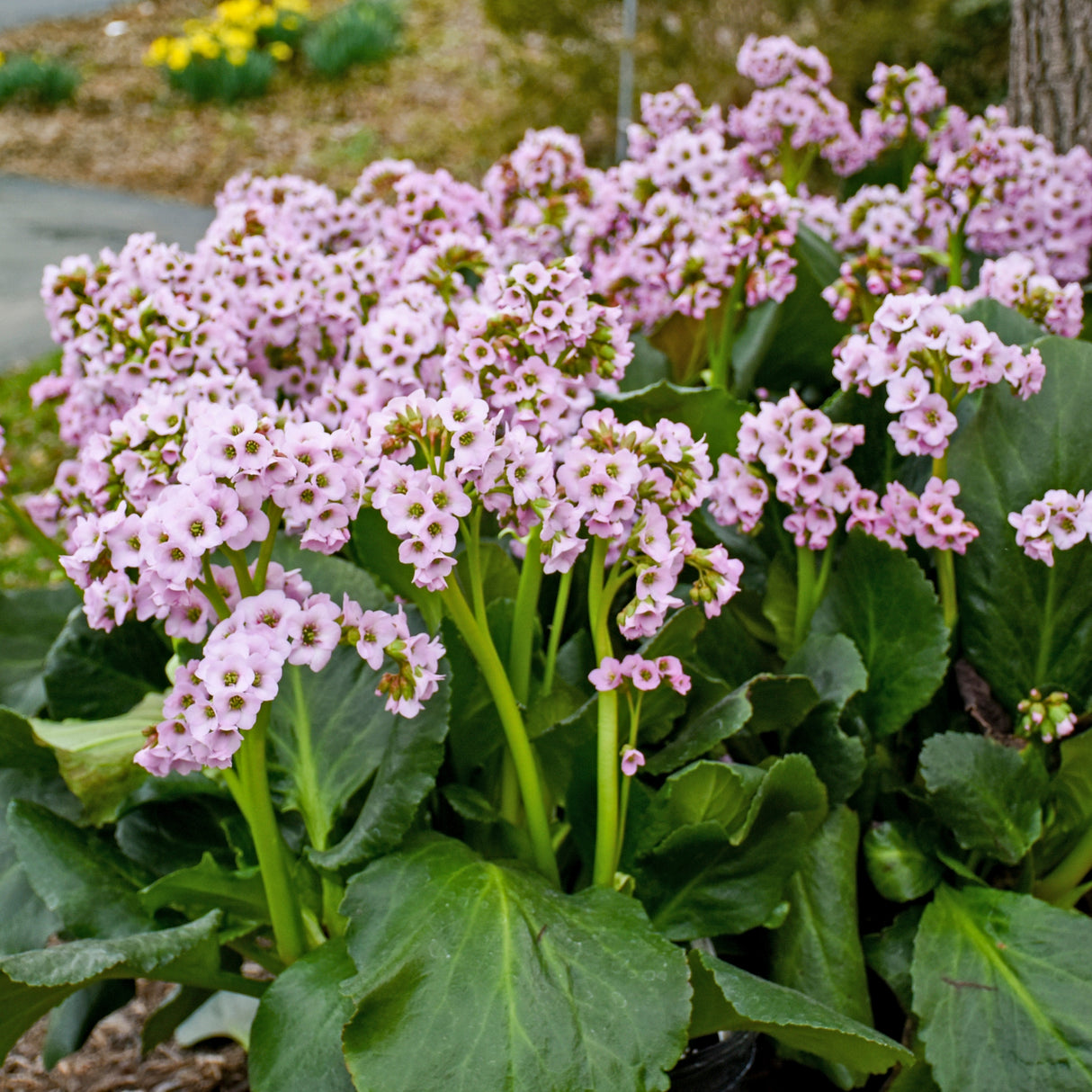 Bergenia 'Fairytale Romance' PPAF