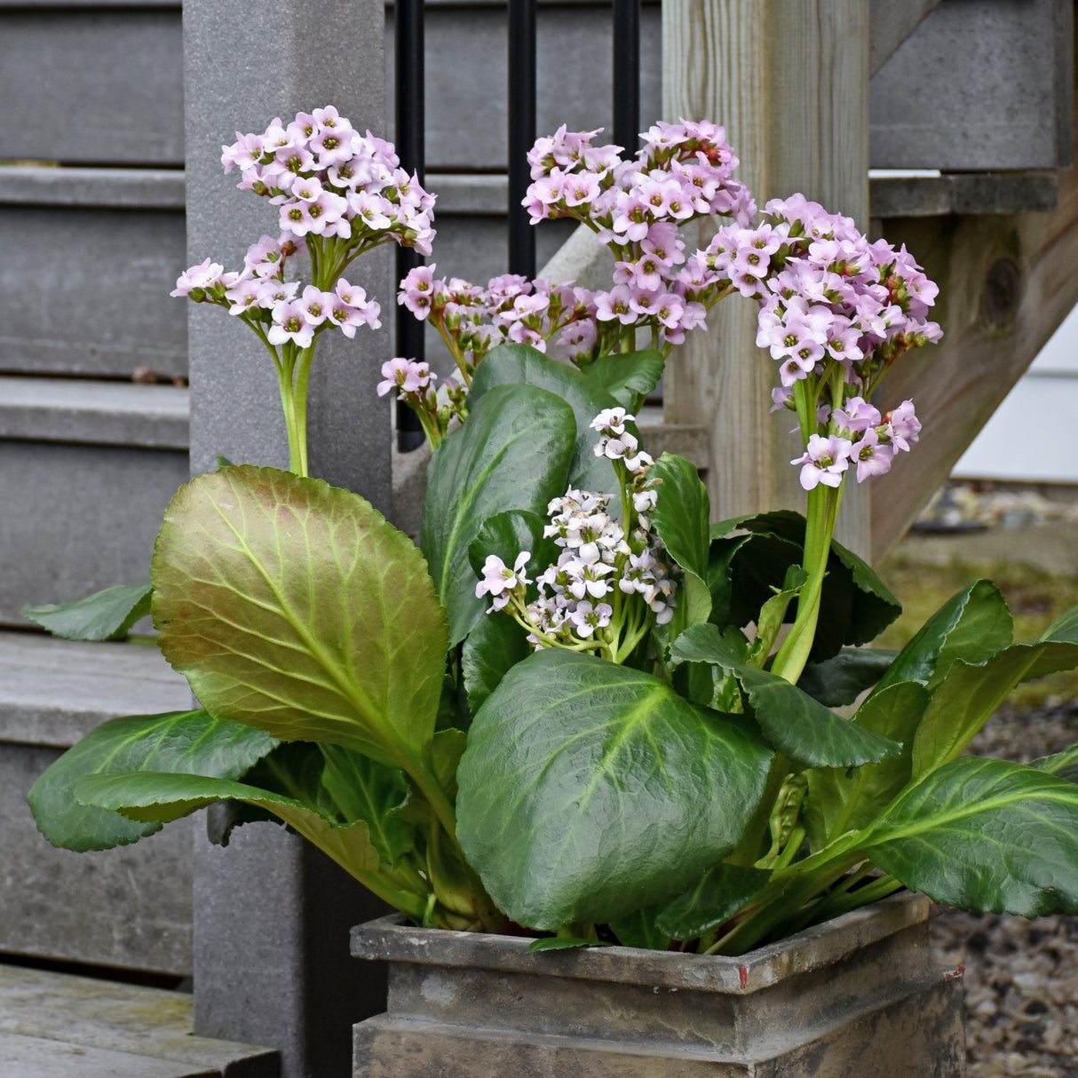 Bergenia 'Fairytale Romance' PPAF