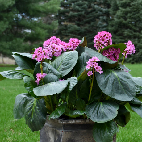 Bergenia 'Miss Piggy' PP32132 CPBRAF