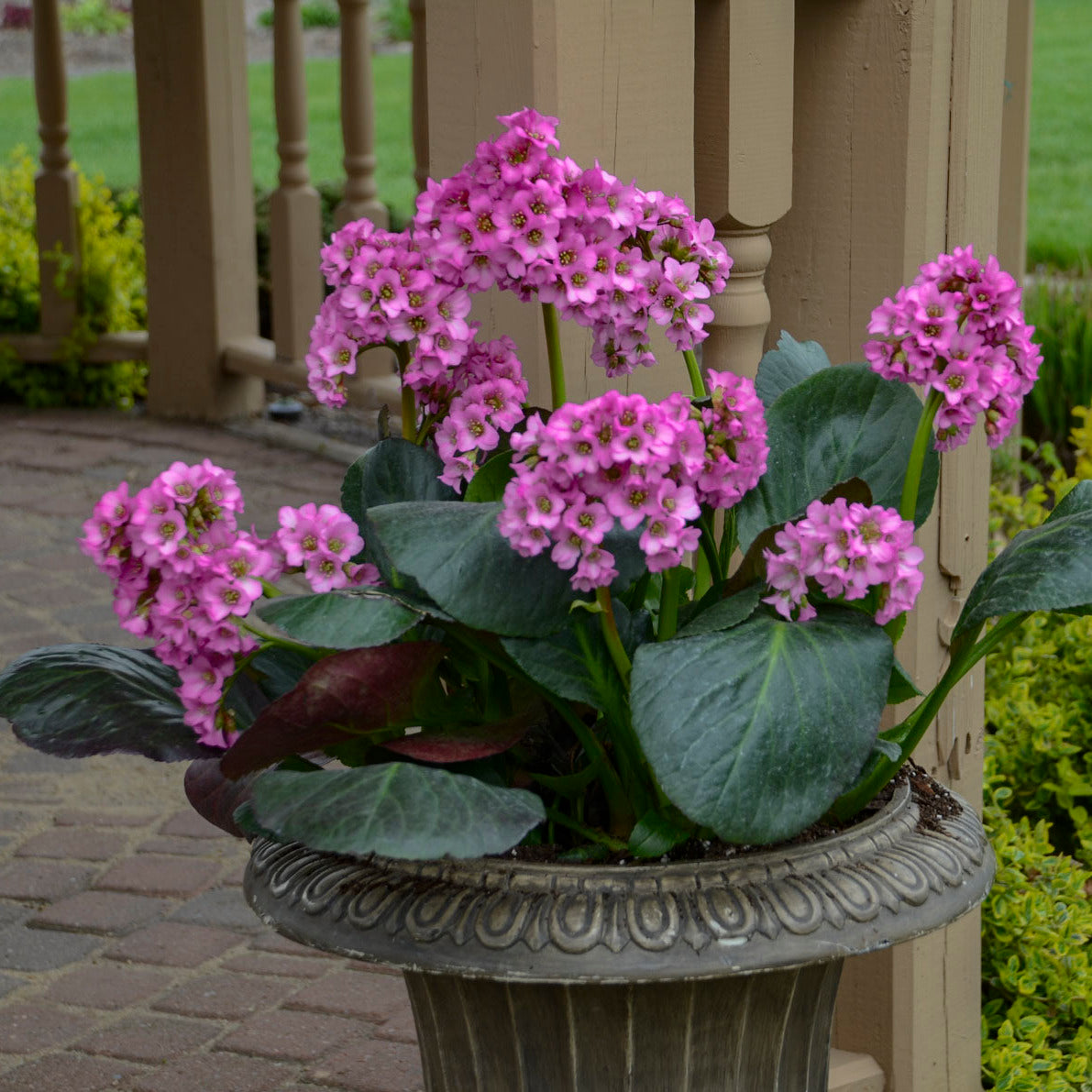 Bergenia 'Miss Piggy' PP32132 CPBRAF