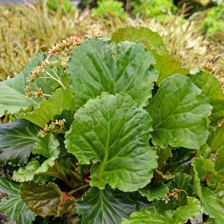 Bergenia 'Ripple Effect' Courtesy of Walters Gardens