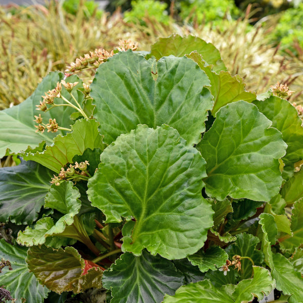 Bergenia 'Ripple Effect' Courtesy of Walters Gardens
