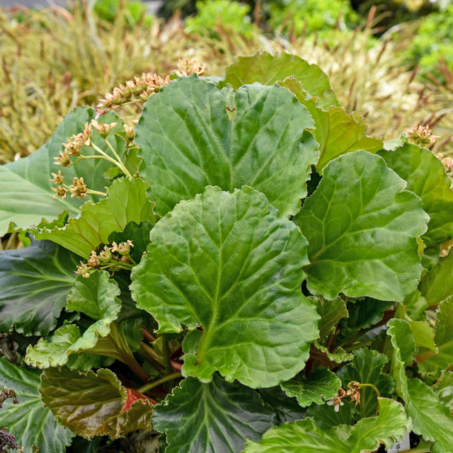Bergenia 'Ripple Effect' Courtesy of Walters Gardens