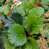 Bergenia 'Ripple Effect' Courtesy of Walters Gardens