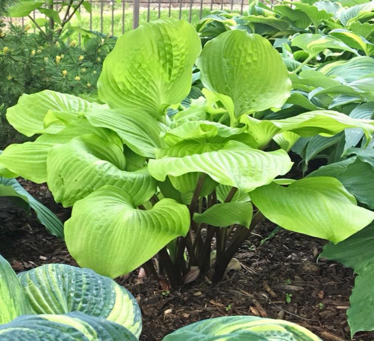 Big Red Hosta